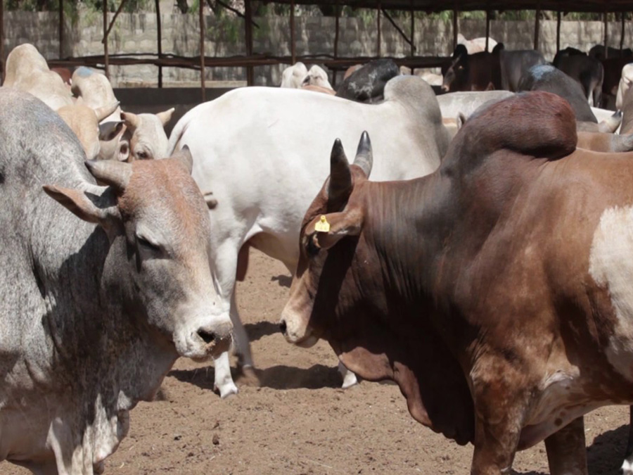 cattle-fattening-belachew-tulu